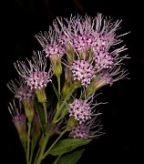 Ageratina occidentalis - Western Eupatorium 15-1582_1